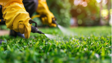 Lawn Treatment Service for Healthy and Vibrant Lawns