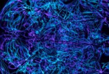 apex beam neural pulse