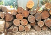 Why Quality Timber Framing Still Defines Modern Construction