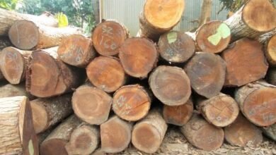 Why Quality Timber Framing Still Defines Modern Construction